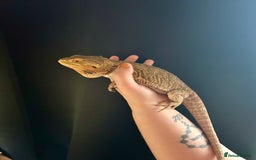 Bearded Dragon reptiles for sale: Gorgeous Bearded Dragon & Full Set Up - Image 1