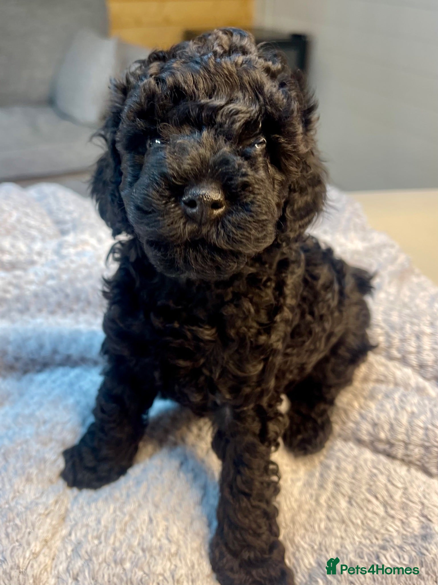 Maltipoo dogs F1b Toy Maltipoo 1 boy left Ready 22 July  - Advert 1