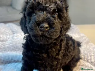 Maltipoo dogs F1b Toy Maltipoo 1 boy left Ready 22 July - Advert 1