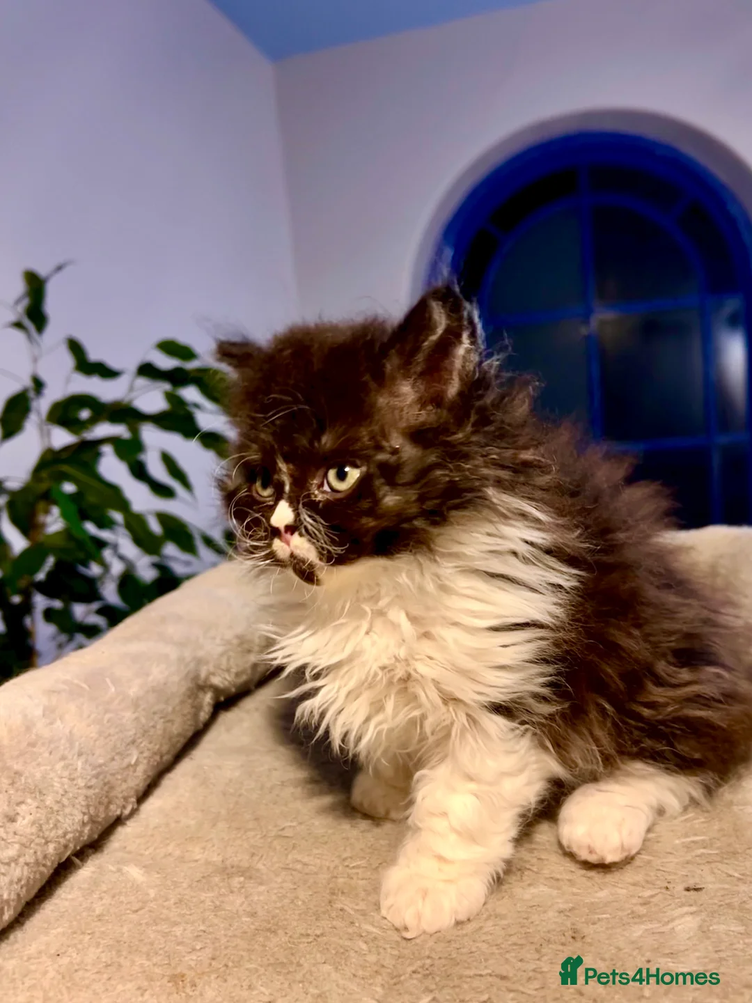 Selkirk Rex cats for sale: Stunning Selkirk rex kittens - Advert 18