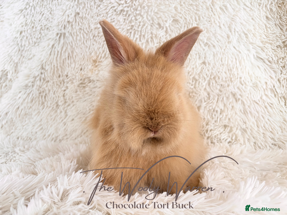 Angora rabbits Fully Vaccinated Pedigree Angoras - Advert 5