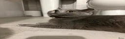 British Shorthair cats for sale: British shorthair cross kittens - Advert 11