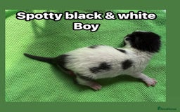 Norwegian Forest Cat cats for sale: Stunning friendly family raised kittens - Image 3