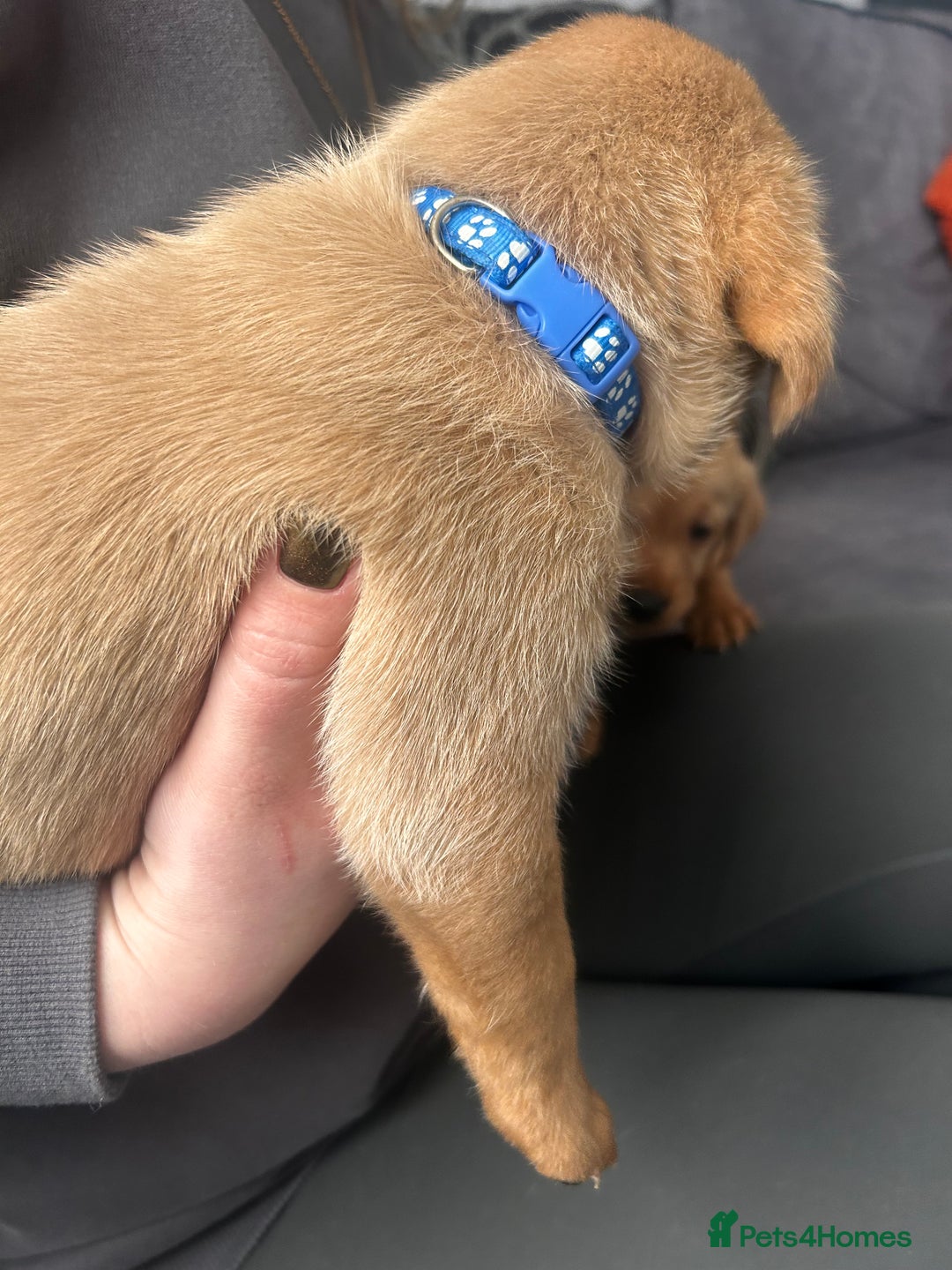 Labrador Retriever dogs for sale: Red fox Labrador puppies  - Advert 4