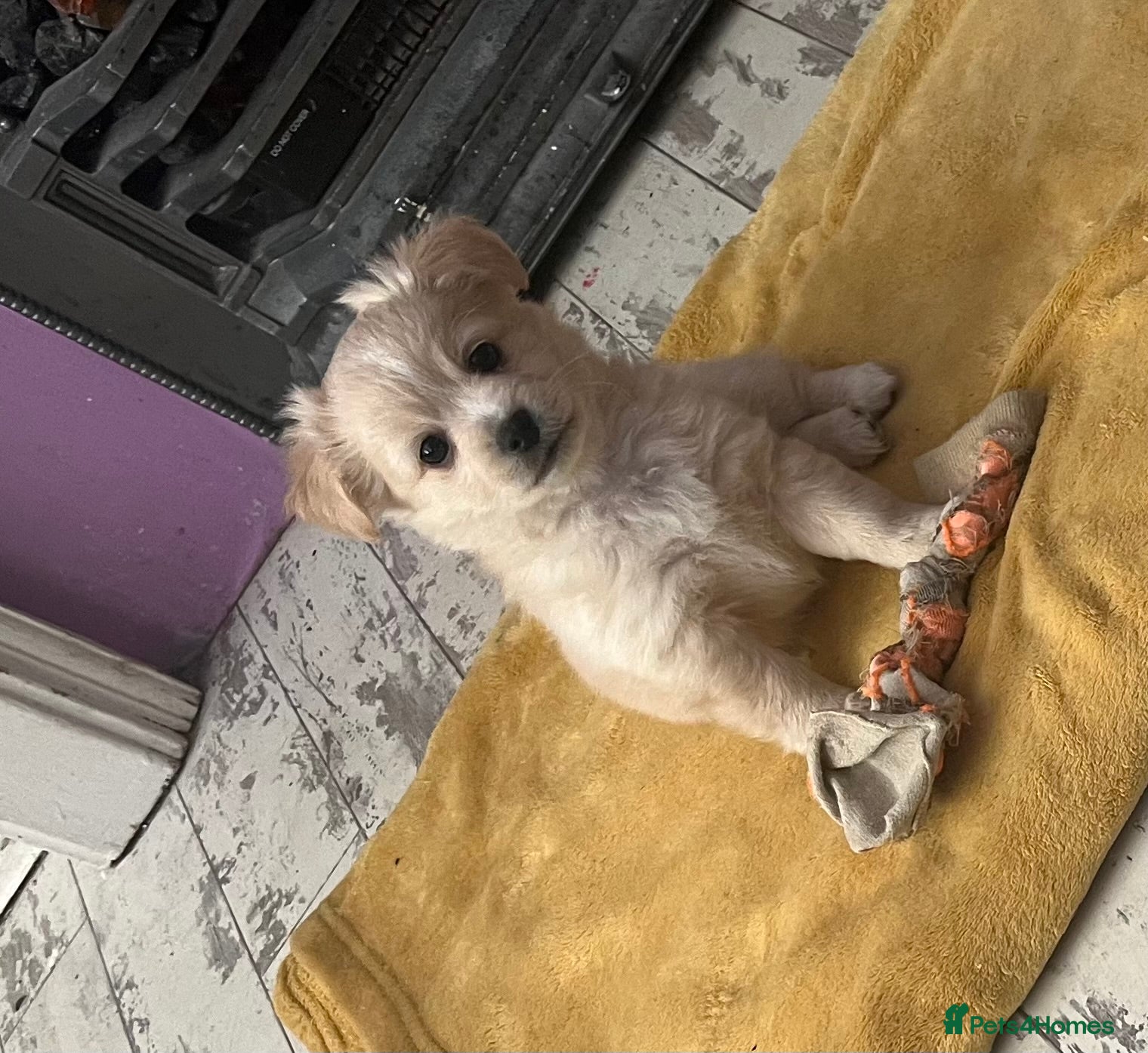 Mixed Breed dogs TINY LITTLE POMCHI X BABIES READY TO GO  - Advert 13