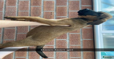 Belgian Shepherd Dog dogs - Advert 14