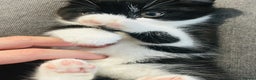 Domestic Shorthair cats for sale: Adorable Black & White Domestic Shorthair Kitten  - Advert 3