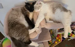 Ragdoll cats for sale:  3 Ragdoll kittens looking for loving homes - Image 8
