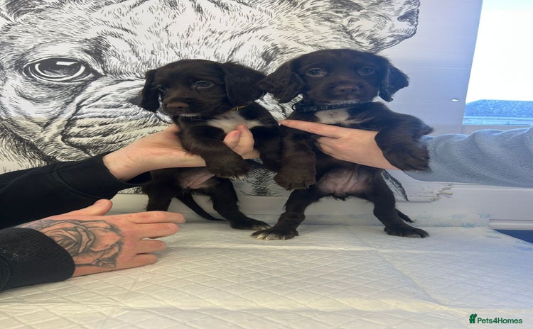 Sprocker dogs 2 girls 1 boy available - Advert 2