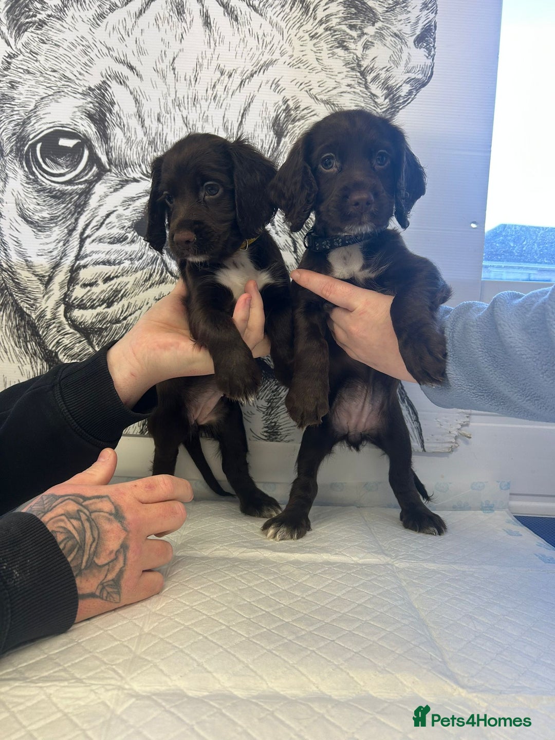 Sprocker dogs for sale: 2 girls 1 boy available - Advert 1