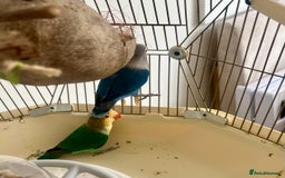 Lovebirds birds for sale: Beautiful Pair of Colorful Lovebirds –Blue & Green - Image 5