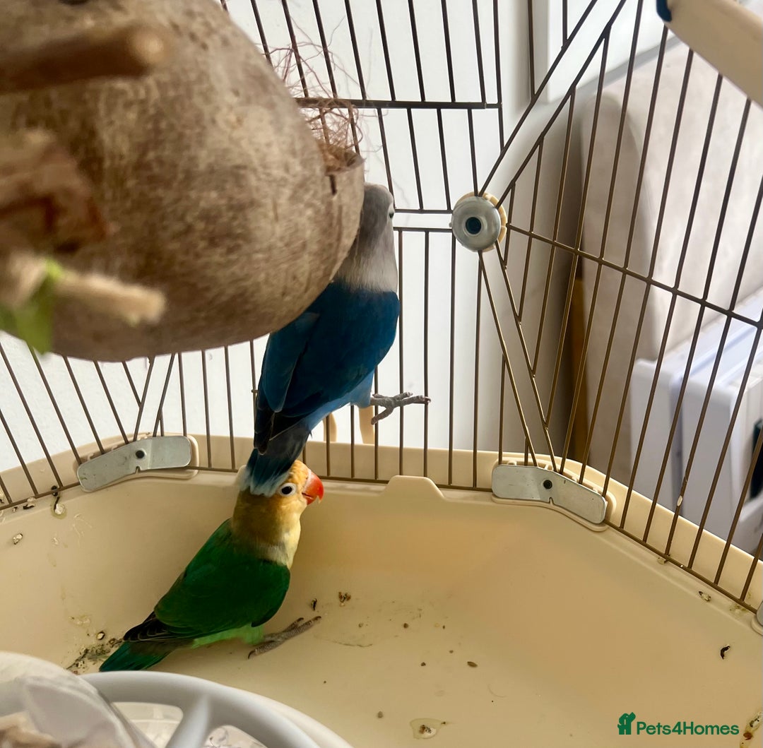 Lovebirds birds for sale: Beautiful Pair of Colorful Lovebirds –Blue & Green - Image 5