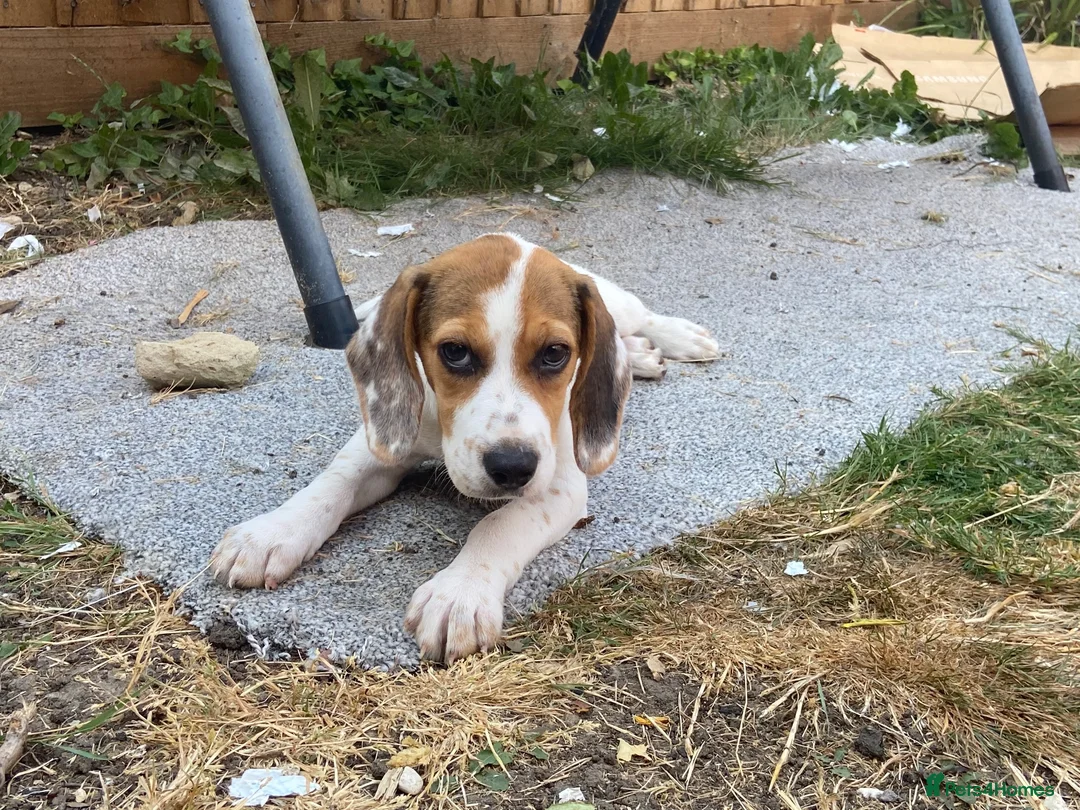 Beagle dogs for sale: Male Beagle Puppy  - Advert 7