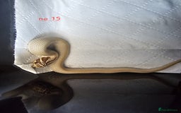Snake reptiles for sale: Western Hognose Snakes Cb25 - Image 11
