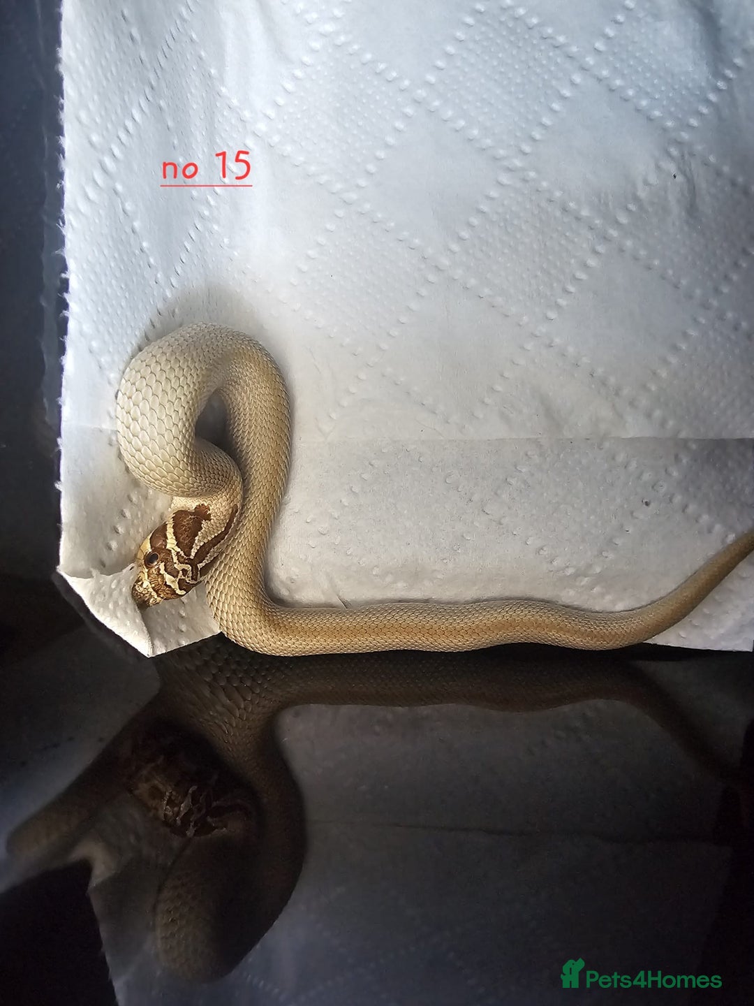 Snake reptiles for sale: Western Hognose Snakes Cb25 - Image 11