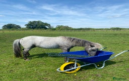 Appaloosa horses for sale: 4 yr old, project pony / lead rein  - Image 4