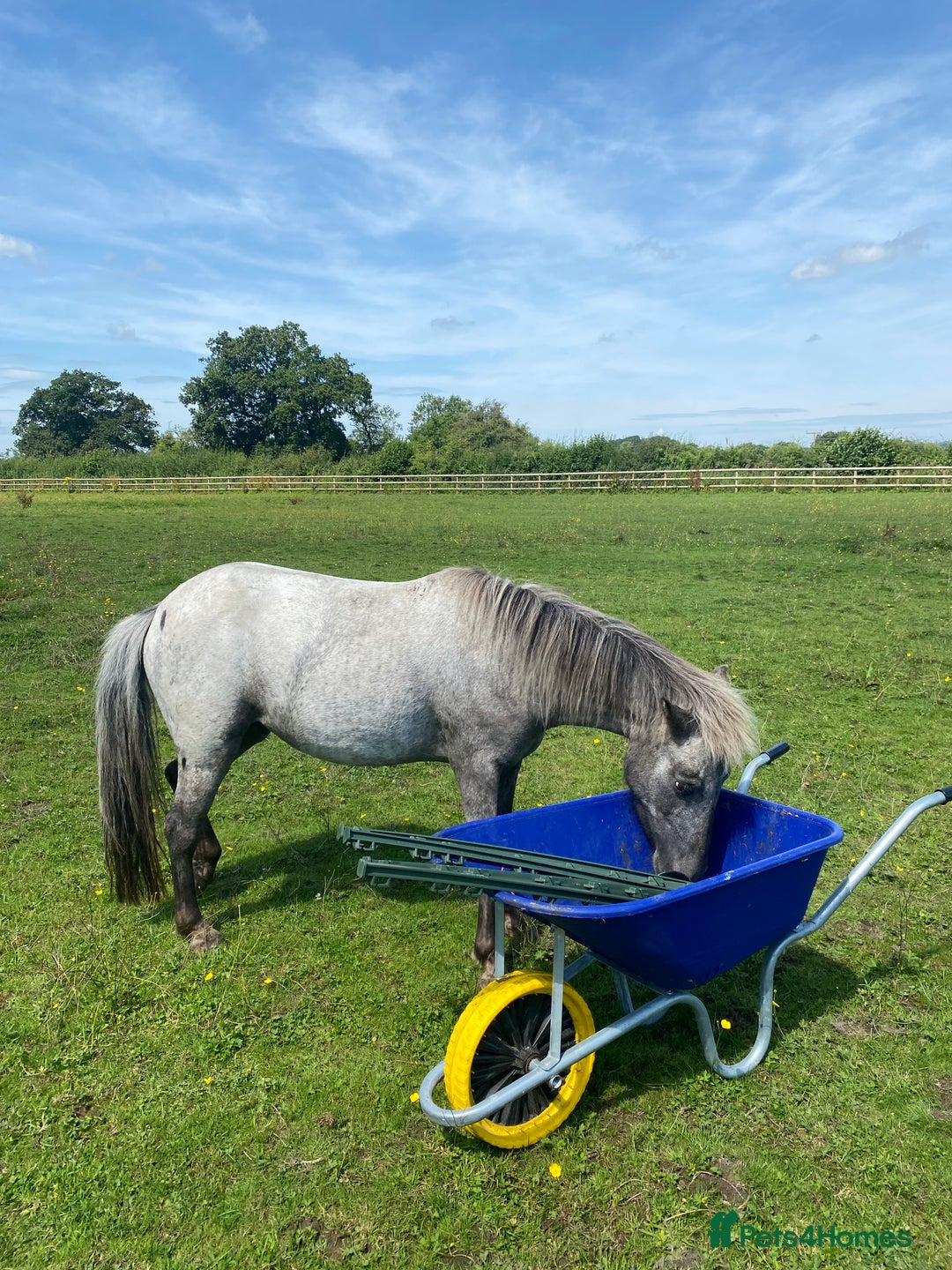 Appaloosa horses for sale: 4 yr old, project pony / lead rein  - Image 4