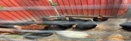Chickens poultry for sale: Laying hens in Leighton Buzzard - Advert 5