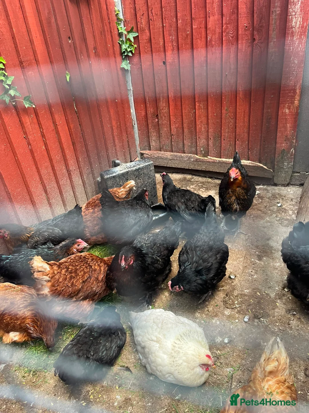 Chickens poultry for sale: Laying hens in Leighton Buzzard - Advert 5
