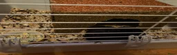 Guinea Pig rodents for sale: Male guinea pig - Advert 3
