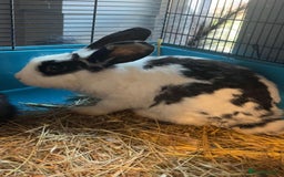 English rabbits for sale: 2 brothers  - Image 1