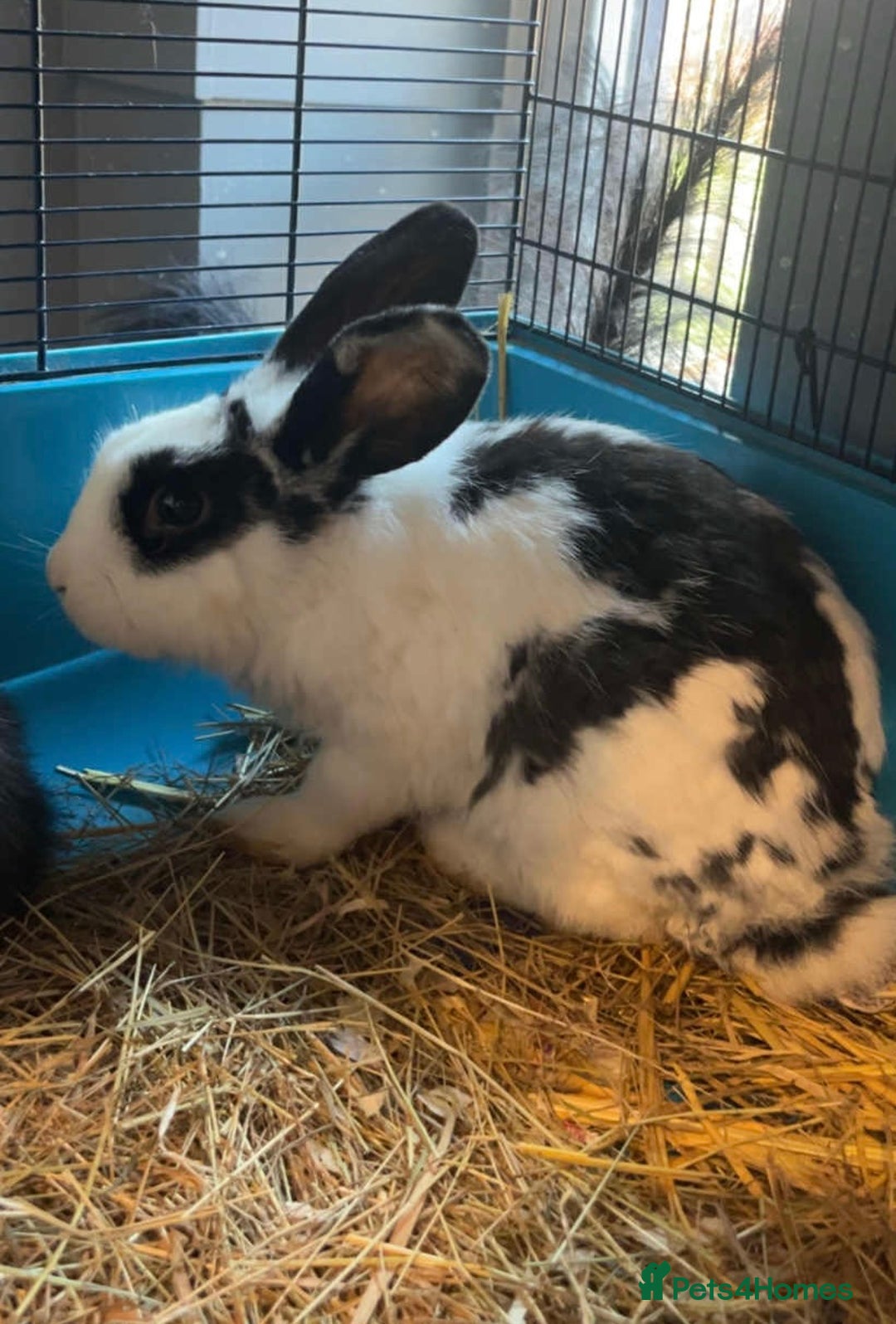English rabbits for sale: 2 brothers  - Image 1