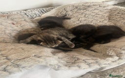 Mixed Breed cats for sale: 5 beautiful mixed kittens  - Image 14