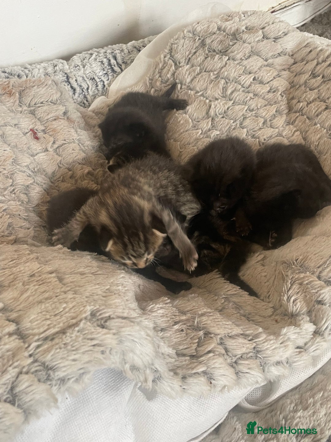 Mixed Breed cats for sale: 5 beautiful mixed kittens  - Image 14