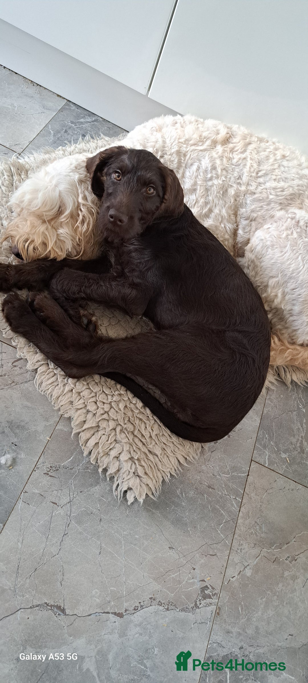 Mixed Breed dogs for sale: Poodle/pointer puppies in Cumnock - Image 4