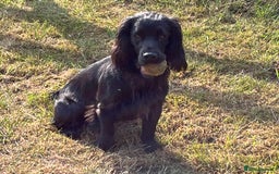 Cocker Spaniel dogs for sale: Well Bred Working Cocker Spaniel Puppies - Image 10