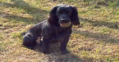 Cocker Spaniel dogs - Advert 3