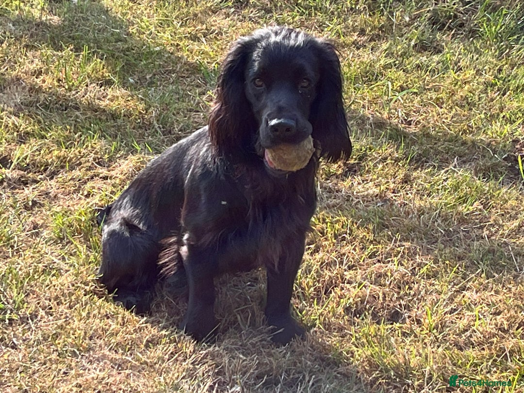 Cocker Spaniel dogs for sale: Well Bred Working Cocker Spaniel Puppies - Image 10