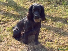 Cocker Spaniel dogs - Advert 3