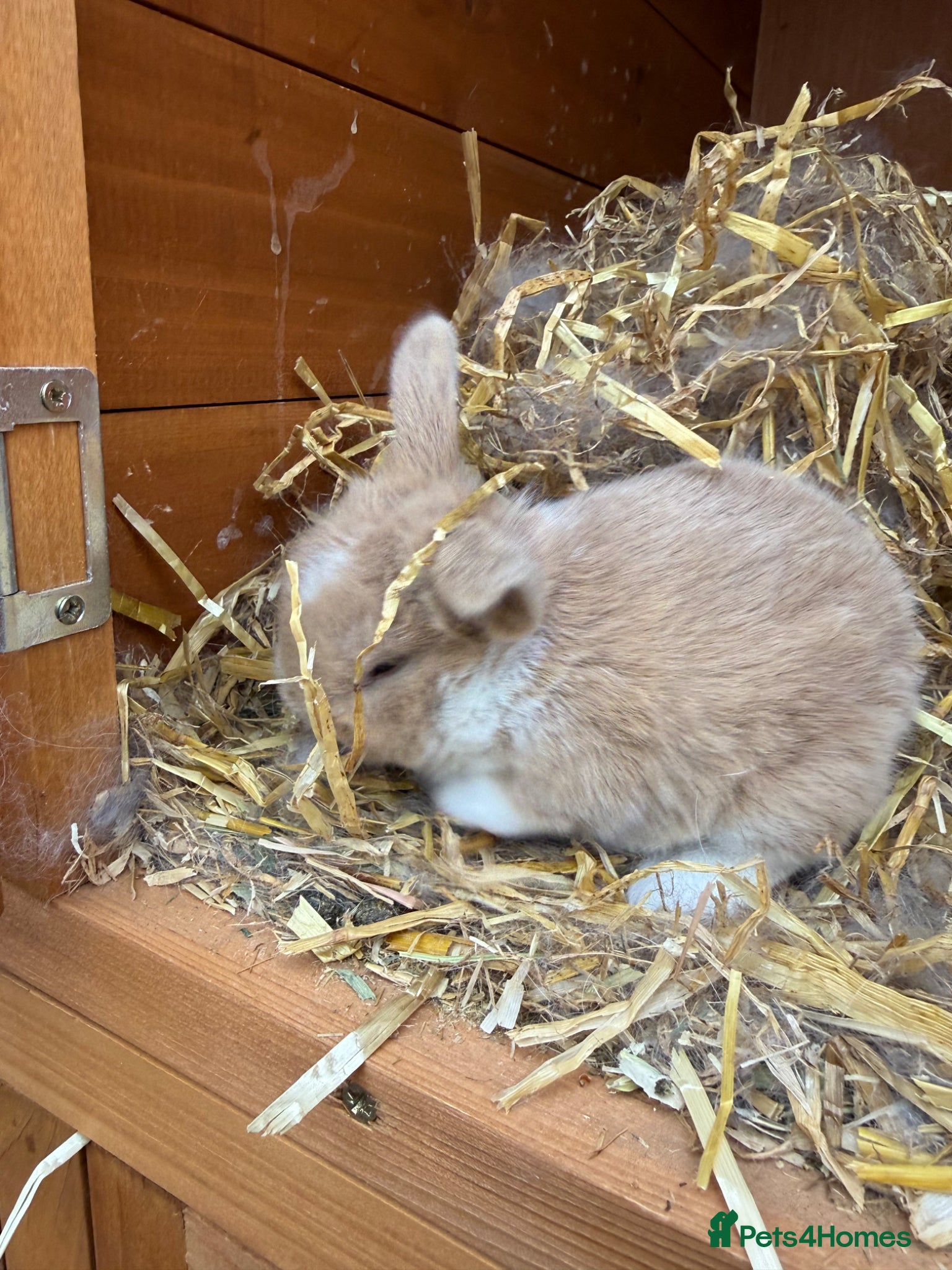 Mini Lop rabbits 🩶 3 Pure Mini Lops - Waiting list open 🩶 - Advert 2