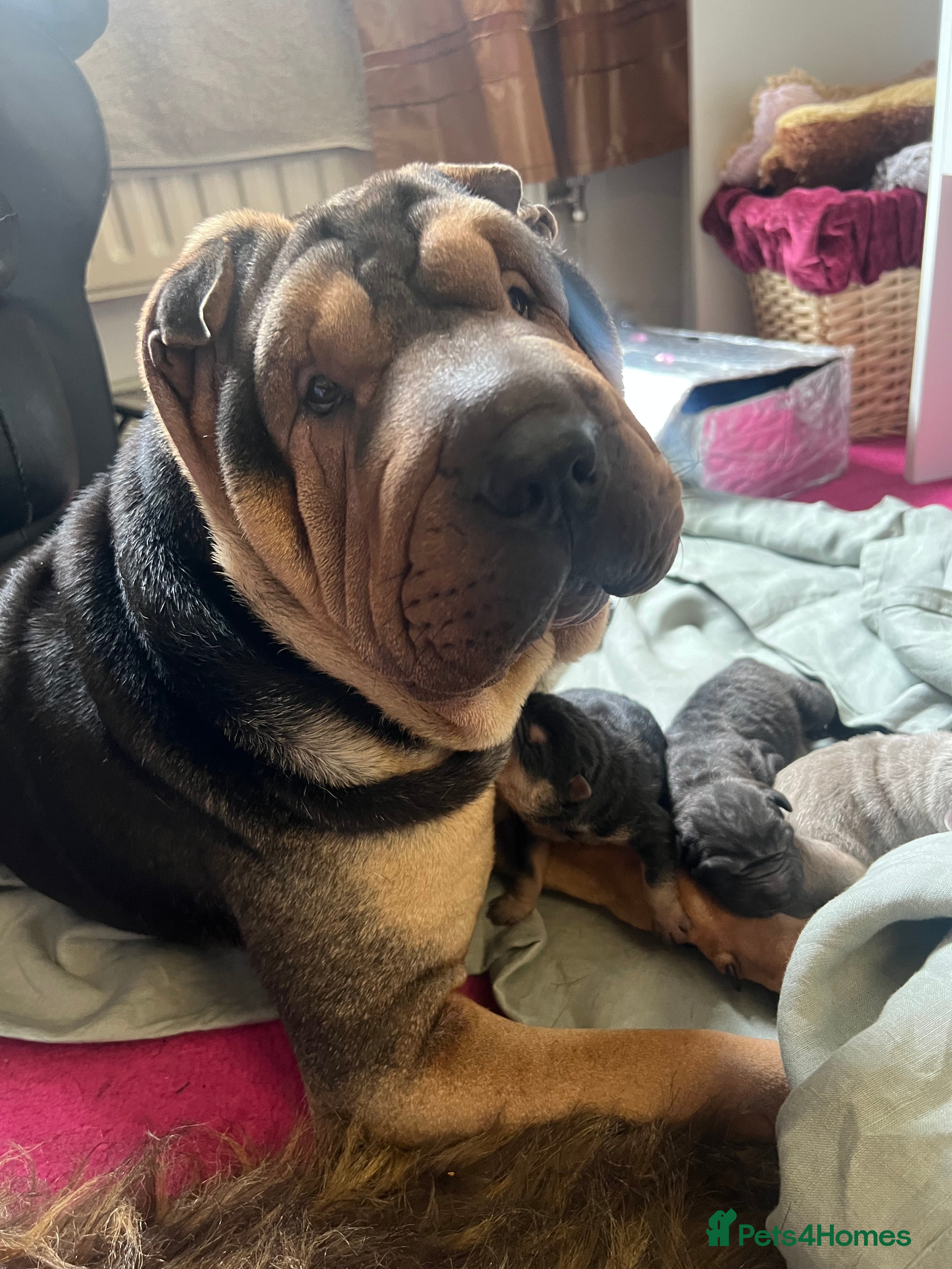 Shar Pei dogs Adorable Shar-Pei puppies  - Advert 11