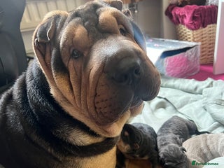 Shar Pei dogs Adorable Shar-Pei puppies - Advert 12