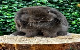 Mini Lop rabbits for sale: 🌟 PUREBRED MINI LOP BABIES 🌟 - Image 9