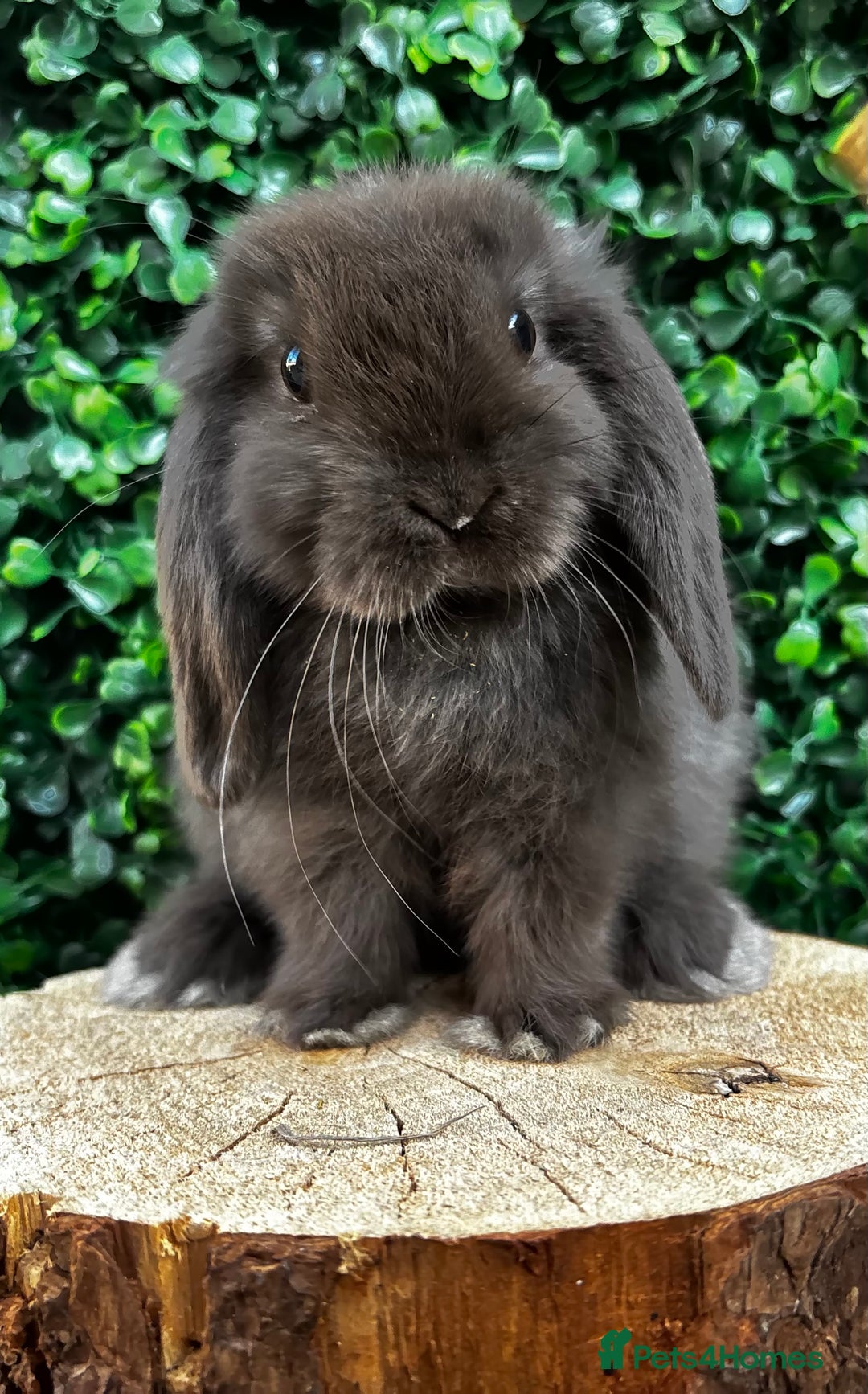 Mini Lop rabbits for sale: 🌟 PUREBRED MINI LOP BABIES 🌟 - Image 9
