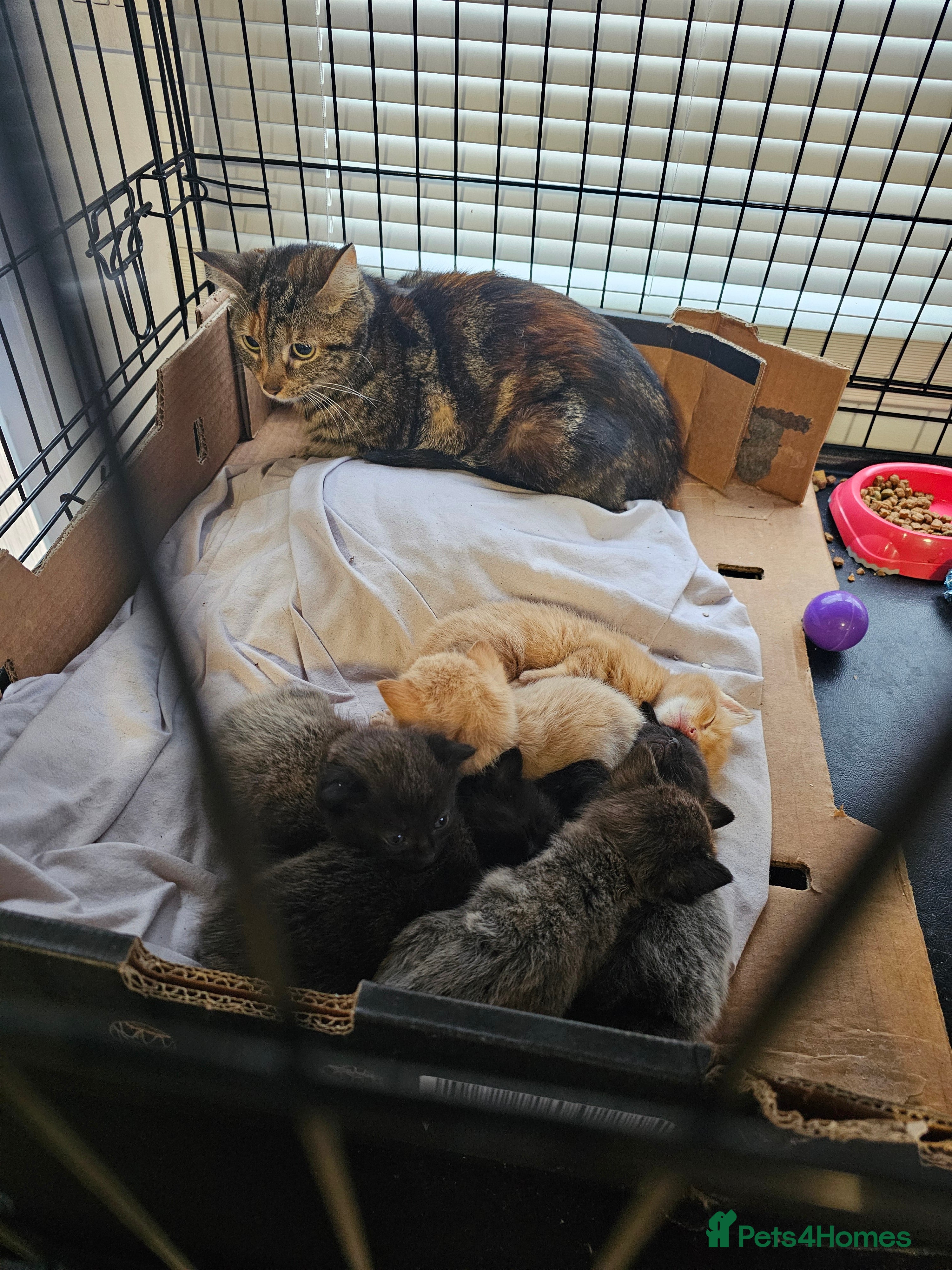 Mixed Breed cats Unusual litter for sale. 5 LEFT - Advert 1