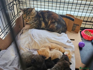 Mixed Breed cats Unusual litter for sale. 5 LEFT - Advert 1