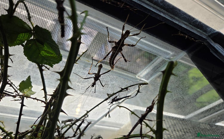 Stick Insects invertebrates - Advert 1