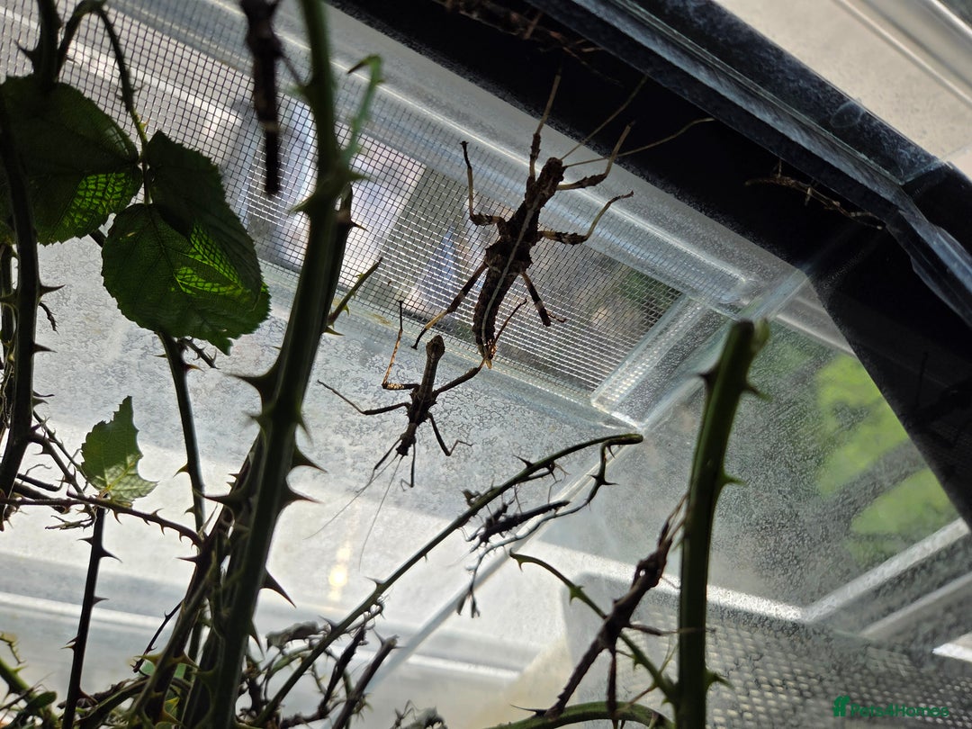 Stick Insects invertebrates for sale: Indian sunny Stickinstects - Image 1
