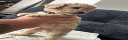 Cavapoo dogs for sale: F1B Cavapoo  - Advert 3