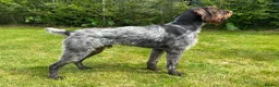 German Wirehaired Pointer dogs for sale: KC Registered German Wirehaired Pointer Puppies - Advert 17