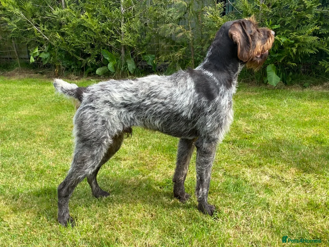 German Wirehaired Pointer dogs for sale: KC Registered German Wirehaired Pointer Puppies - Advert 17