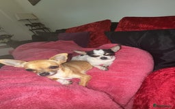 Chihuahua dogs for sale: Chihuahuas for sale  - Image 12