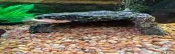 Plecos fish for sale: Plecos for sale  in Clacton-on-Sea - Advert 4