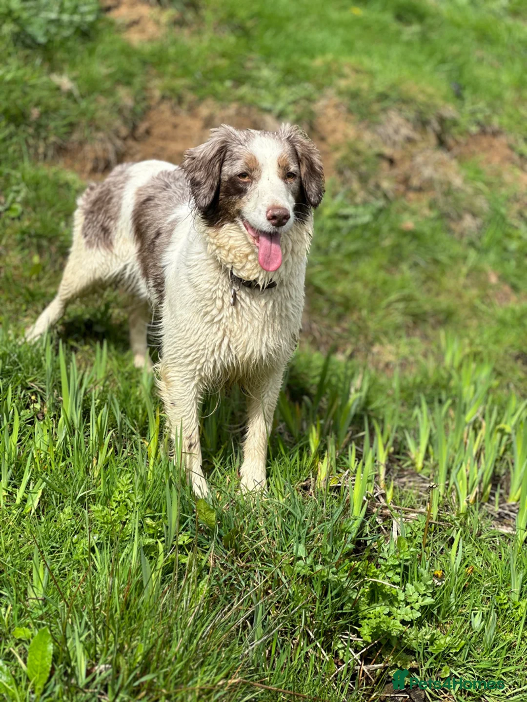 Mixed Breed dogs for sale: ONLY 1 LEFT Beautiful Cocker X Puppies  - Advert 4