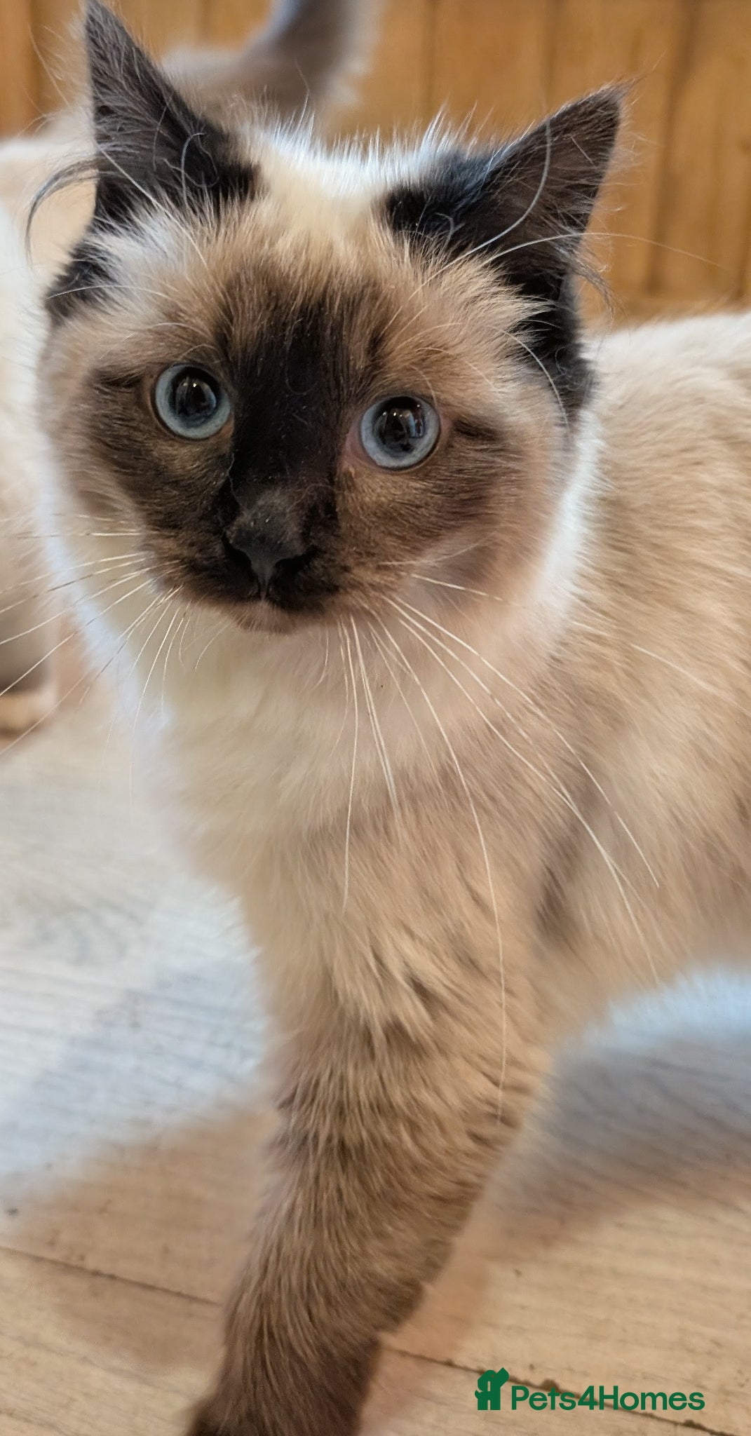 Ragdoll cats for sale: Ragdoll kittens - Advert 1