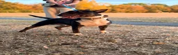 English Bull Terrier dogs for stud: Tri English bull terrier stud proven - Advert 8